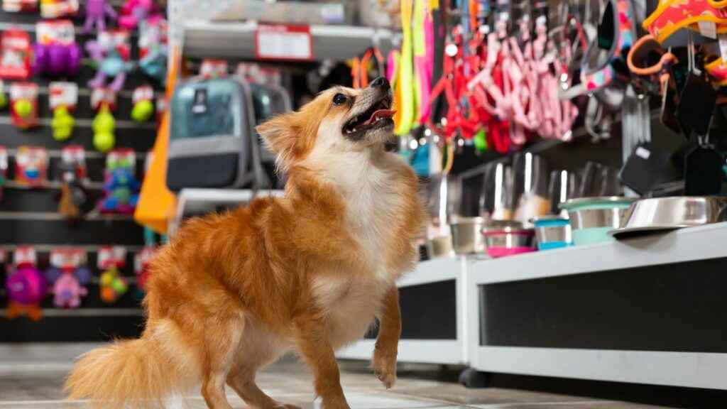 Desvendando os melhores sistemas para pet shop: transforme seu negócio hoje